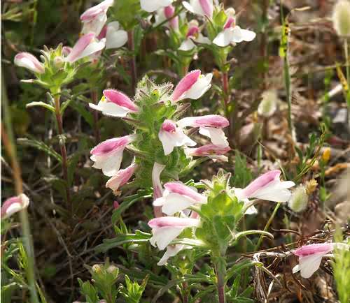 Wild Flower, Bellardia trixago, Rodopos,North West Crete