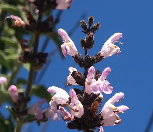 Wild Flower, Salvia triloba (fruiticosa), Astratigos,North West Crete