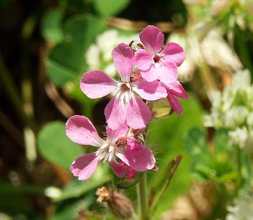 Wild Flower, Silene gallica, Akrotiri, North West Crete