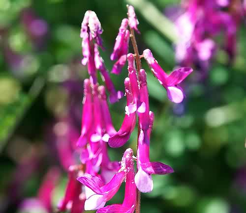 Wild Flower, Vicia villosa, Lefka Ori, North West Crete
