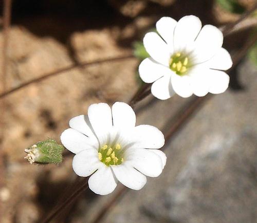 Wild Flower, Silene alba, Veni, North West Crete