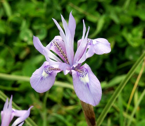 Wild Flower, Iris, Gynandiris sisyrinchium, Astratigos, North West Crete