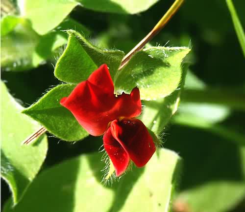 Wild Flower, Tetragonolobus purpureus, Astratigos,North West Crete