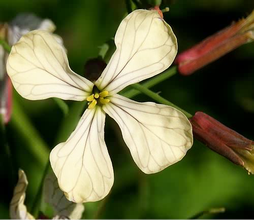 Wild Flower, Eruca vesicaria (Rocket), Astratigos,North West Crete