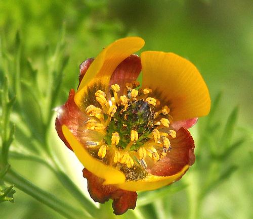 Wild Flower, Adonis Microcarpa, Astratigos,North West Crete