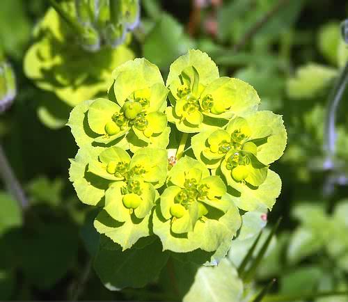 Wild Flower, Euphorbia helioscopa, Astratigos,North West Crete