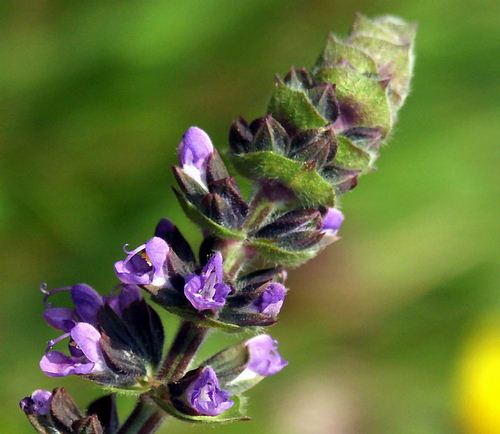 Wild Flower, Scutellaria columnae, Astratigos, North West Crete