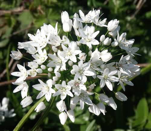 Wild Flower, Allium neopolitanum, Astratigos,North West Crete