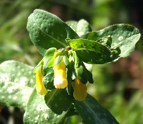 Wild Flower, Cerinthe major, Astratigos,North West Crete