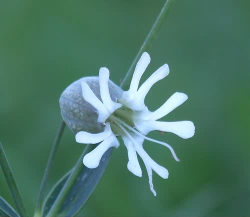 Wild Flower, Silene vulgaris, Astratigos,North West Crete