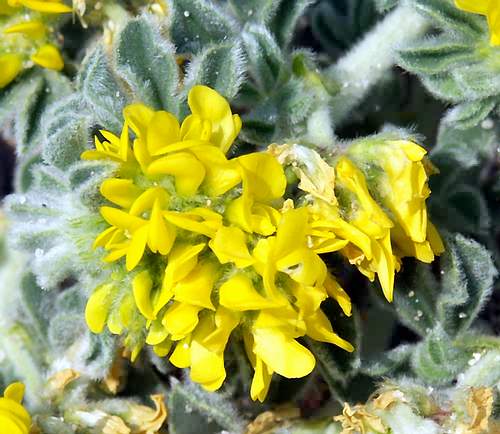 Wild Flower, Medicago marina, Kolimbari Beach,North West Crete