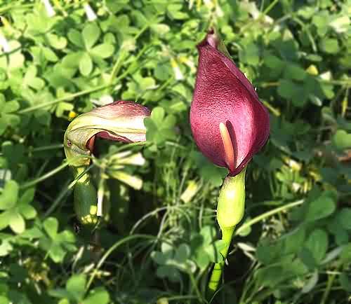 Wild Flower, Arum dioscoridis, Veni, North West Crete