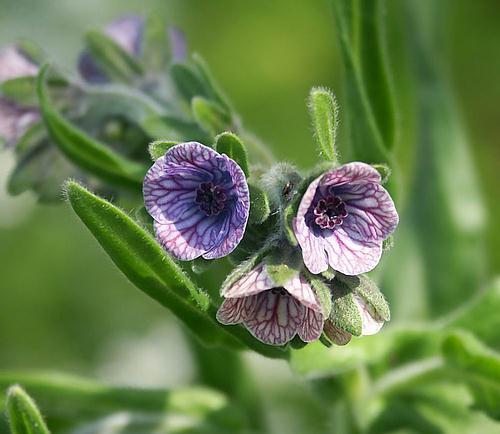 Wild Flower, Cynoglossum creticum, Astratigos,North West Crete