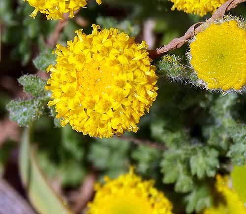 Wild Flower, Anthemis rigida, Kolimbari beach, North West Crete