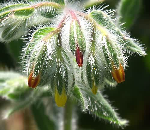 Wild Flower, Onosma frutescens , Astratigos, North West Crete