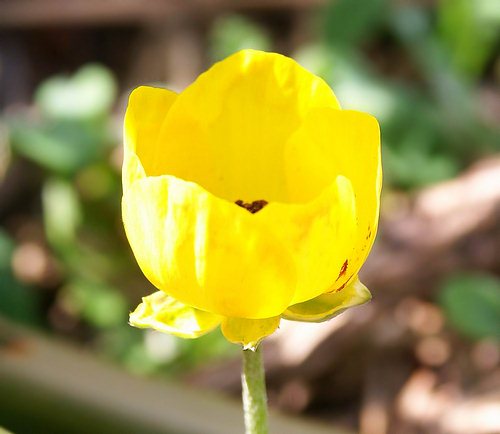 Wild Flower, Ranunculaceae - ranunculus asiaticus, Astratigos,North West Crete