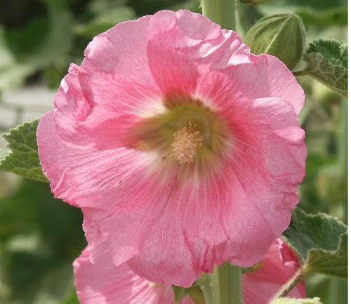 Wild Flower, Alcea pallida, Astratigos, North West Crete