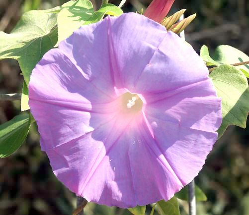 Wild Flower, Ipomoea tricolour, Tavronitis, North West Crete