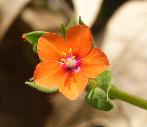 Wild Flower, Anagallis foemina - Red, Astratigos, North West Crete