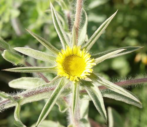 Wild Flower, Pallensis spinosa, Astratigos, North West Crete