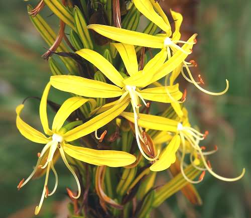 Wild Flower, Asphodeline lutea, Astratigos, North West Crete