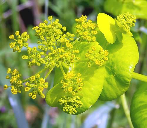 Wild Flower, Smynium rotundifolium, Kandanos, North West Crete