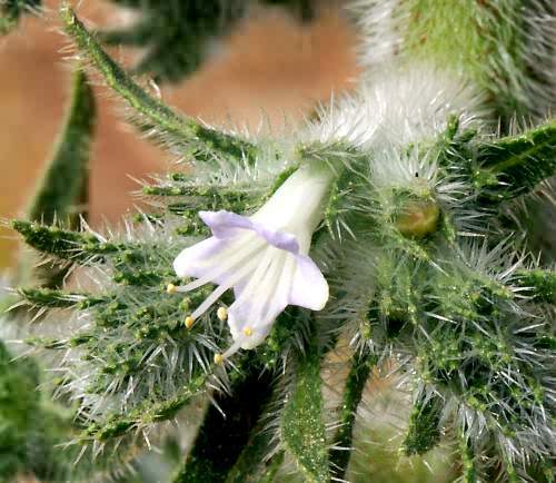 Wild Flower, Eschium italicus, Astratigos, North West Crete