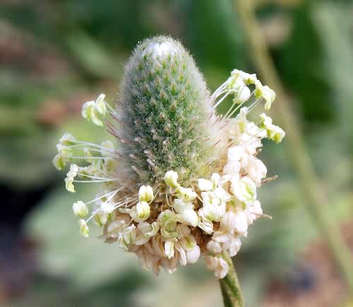 Wild Flower, Plantago lagopus, Astratigos, North West Crete