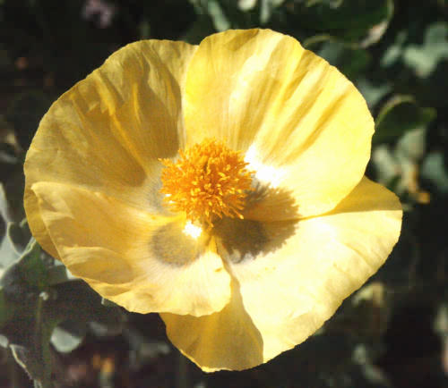 Wild Flower, Glauceum flavium, Astratigos, North West Crete