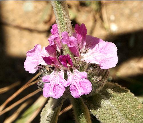Wild Flower, Stachys cretica, Astratigos, North West Crete