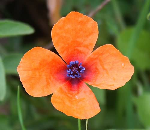 Wild Flower, Papaver dubium, Astratigos, North West Crete