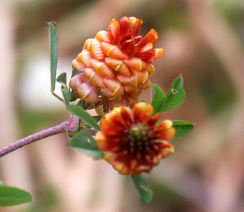 Wild Flower, Trifolium campestre, Astratigos, North West Crete