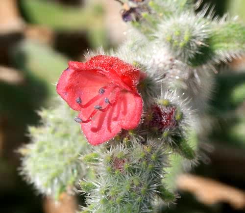 Wild Flower, Echium angustifolium, Akrotiri, North West Crete