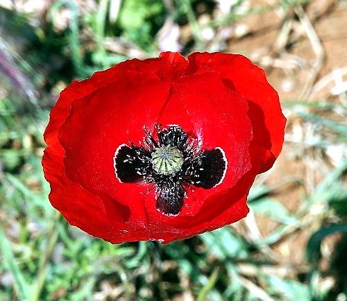 Wild Flower, Papaveraceae - Glaucium corniculatum, Akrotiri, North West Crete