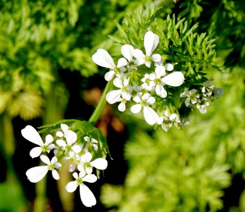 Wild Flower, Scandix pecten-veneris, Astratigos, North West Crete
