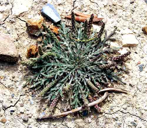 Wild Flower, Plantago coronopus, Aspra Nera, North West Crete