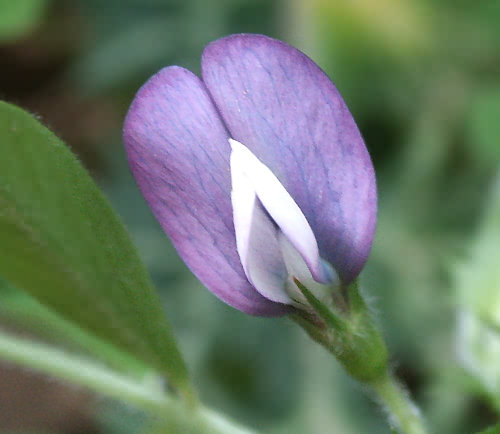 Wild Flower, Lathyrus laxiflorus, Astratigos, North West Crete
