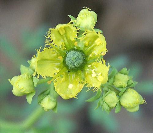 Wild Flower, Ruta Chalapensis, Astratigos, North West Crete