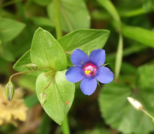 Wild Flower, Anagallis foemina, Astratigos, North West Crete