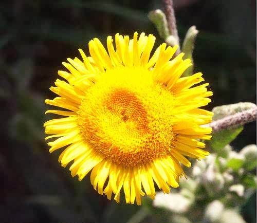 Wild Flower, Pulicaria dysenterica, Astratigos, North West Crete