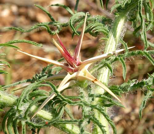 Wild Flower, Compositae, Centauria calcitrapa, Rodopos, North West Crete