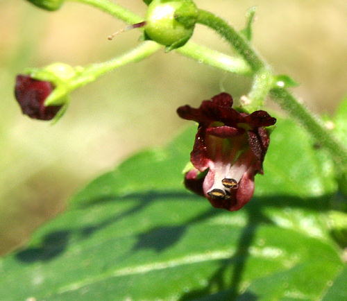 Wild Flower, Scrophularia perigrina, Astratigos, North West Crete
