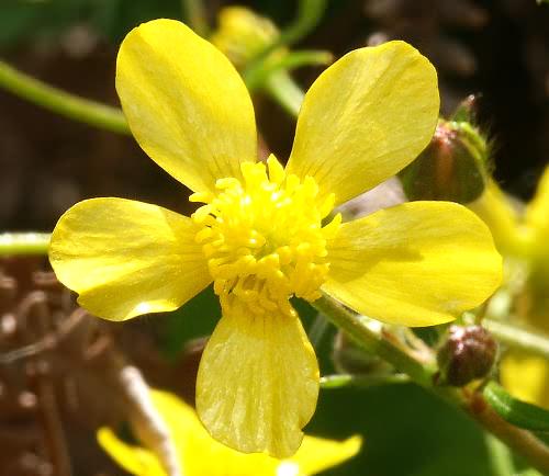 Wild Flower, Ranunculus muricatus, North West Crete