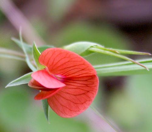 Wild Flower, Lathyrus cicera, Kandanos, North West Crete