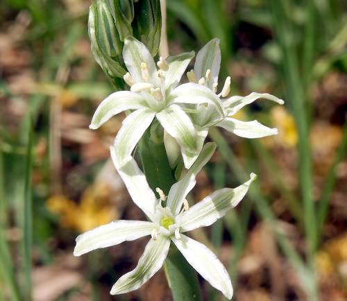 Wild Flower, Ornithogalum narbonese, Astratigos, North West Crete