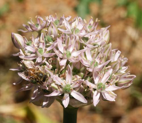 Wild Flower, Alium nigrum, Astratigos, North West Crete