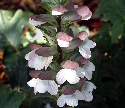 Cultivated Flower, Acanthus mollis, Chania, North West Crete