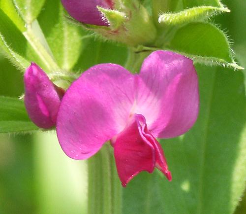 Wild Flower, Lathyrus latifolius, Kandanos, North West Crete