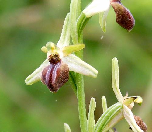 Wild Flower, Ophrys hera, Paleochora, North West Crete