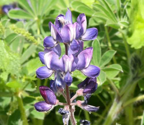 Wild Flower, Lupinus micranthus, Voukolies, North West Crete